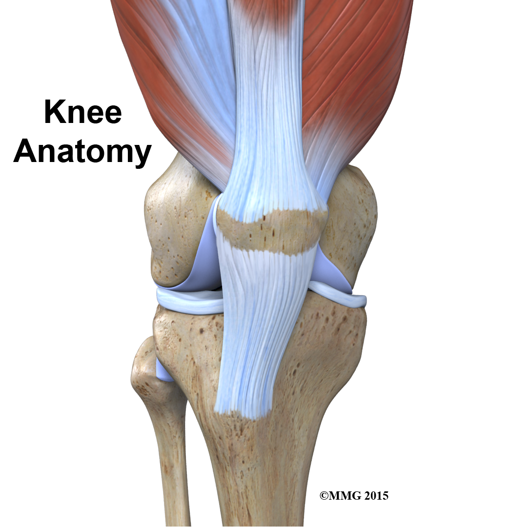 Knee Anatomy